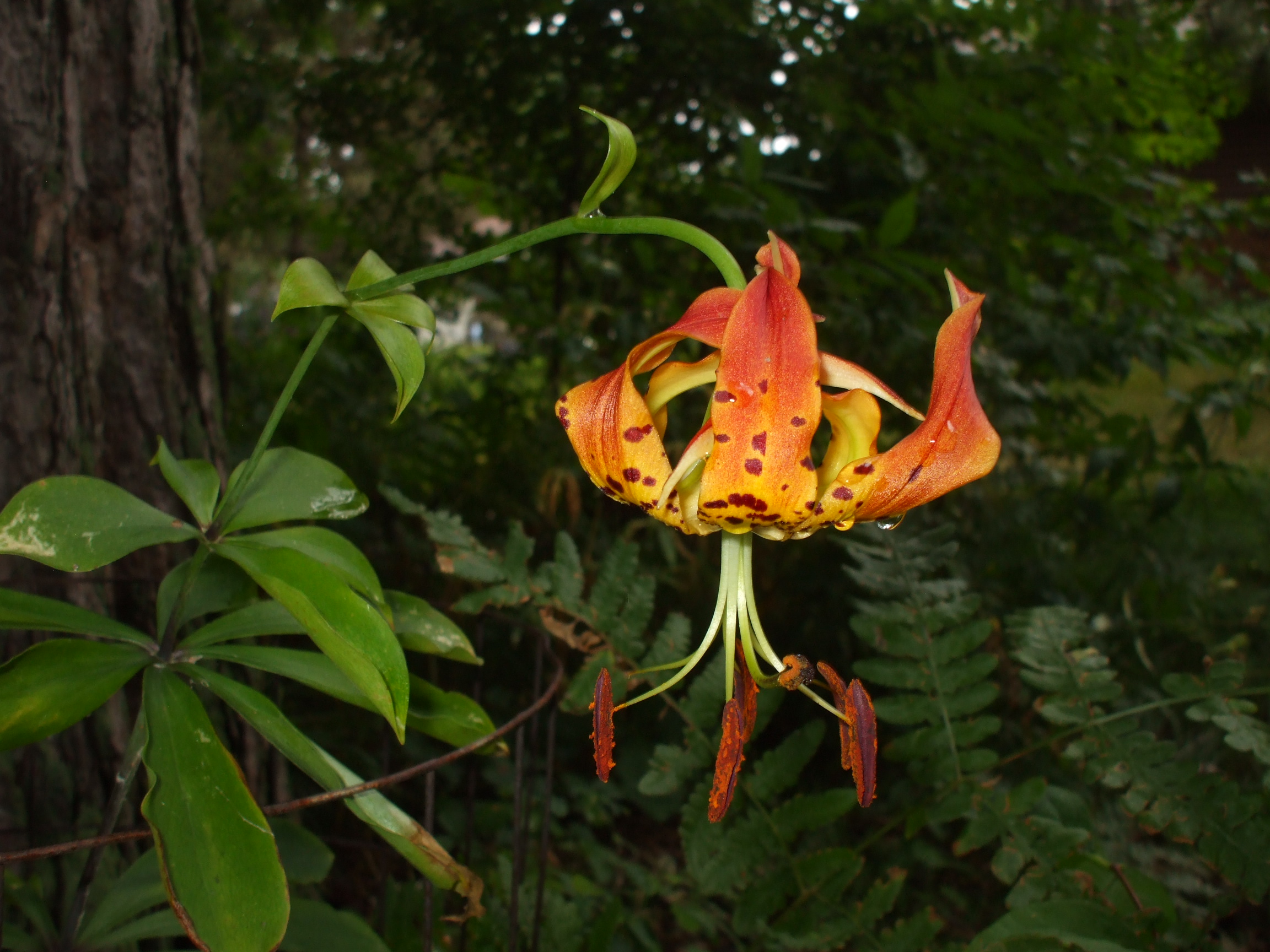 Lilium michauxii